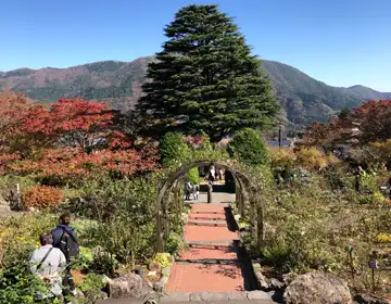 秘密の庭の品評会「ヒマラヤ杉遠景」写真