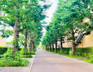 青梅線謎解き「昭和の森のいちょう並木」の写真