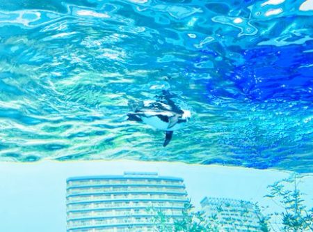 サンシャイン水族館謎2023「天空のペンギン」の写真