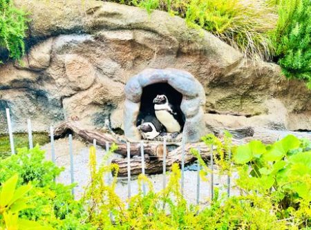 サンシャイン水族館謎2023「つがいのペンギン」の写真