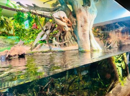 サンシャイン水族館謎2023「アマゾン川を再現した水槽」の写真